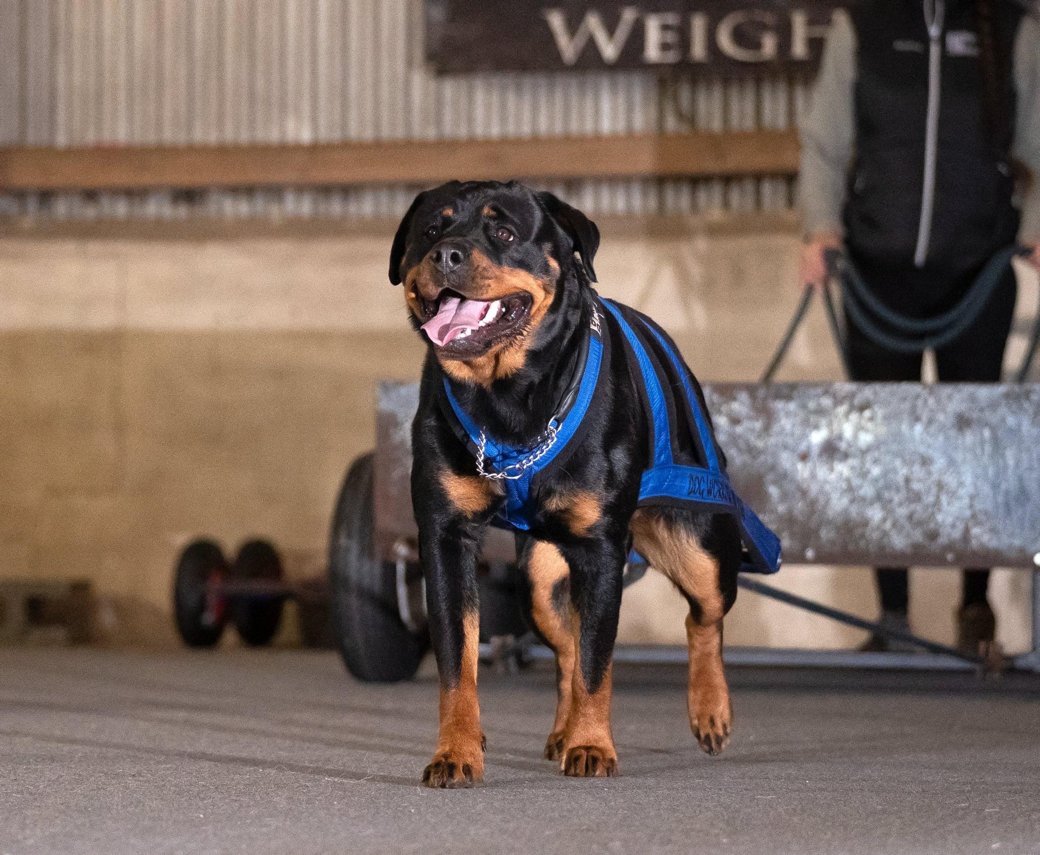 Dog Workout and Rehab - Hundetræning og genoptræning af hunde i Silkeborg
