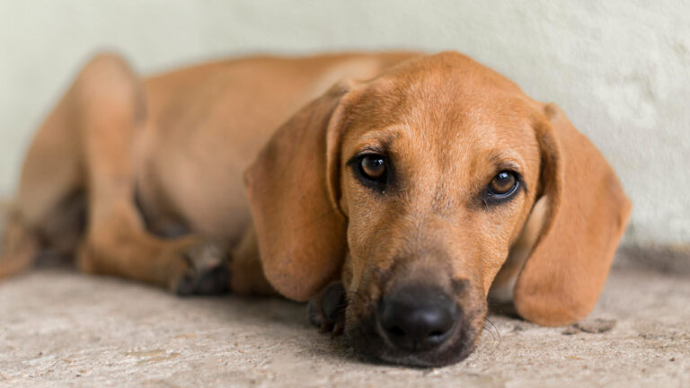 hund