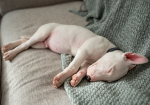 hund der sover