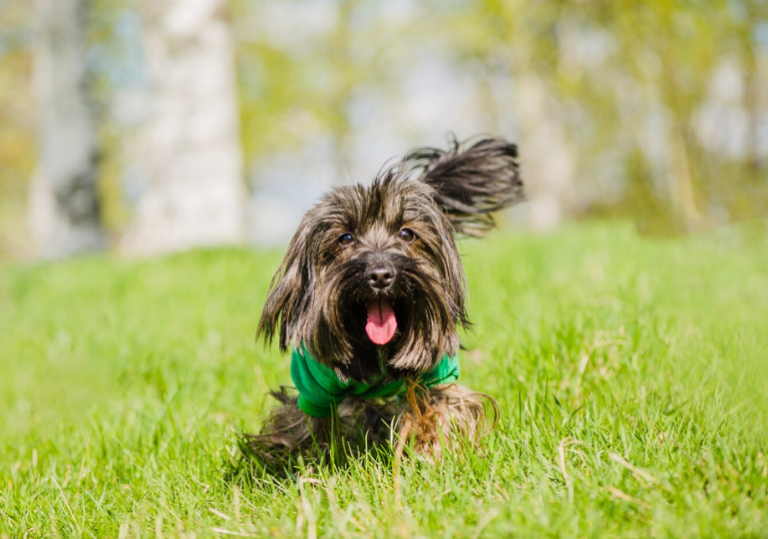 Dog Workout And Rehab - Sådan klarer du lømmelalderen: Tips til hundeejere Blogindlæg